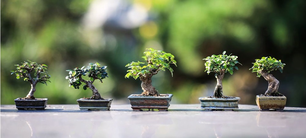 Hobby Bonsai: L'Acero palmato è sicuramente uno degli alberi più
