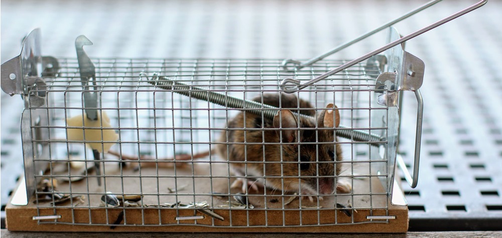 Le migliori e più efficaci trappole per topi - vendita online